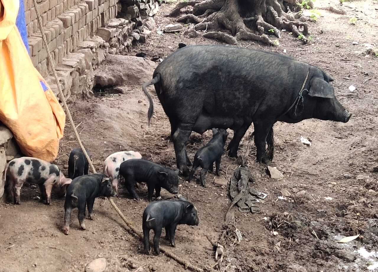 East Singhbhum News : बागवानी व पशुपालन से किस्मत बदल रहे किसान