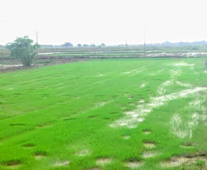 धान की खेती की तैयारी में जुटे किसान