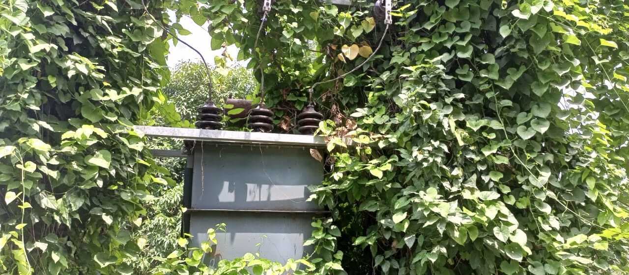 झाड़ियों से घिरे ट्रांसफाॅर्मर ने बढ़ाया खतरा, हादसे की आशंका से सहमे रहते लोग