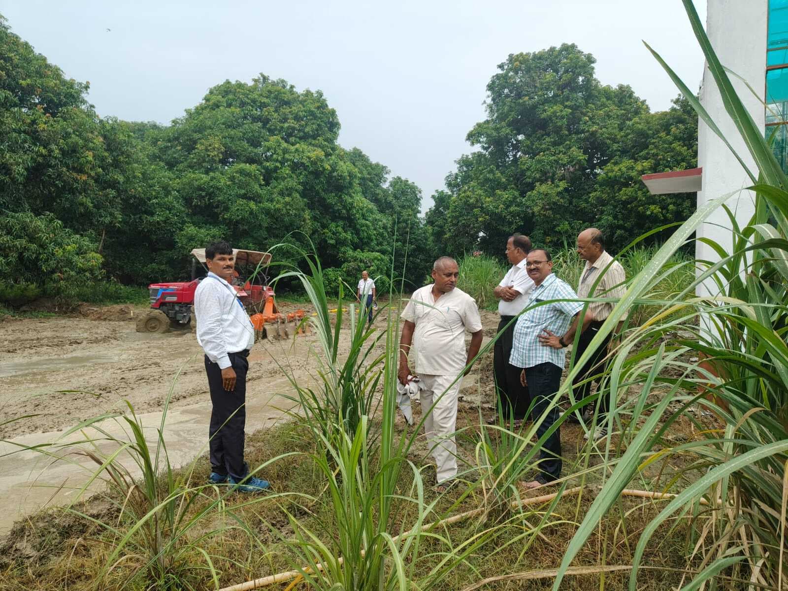Samastipur News:गन्ना के लालसर रोग प्रतिरोधी क्लोन की हुई सीधा रोपाई