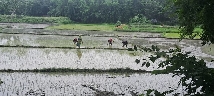 आद्रा नक्षत्र की पहली बारिश ने जगा दी उम्मीदें, खेतों में लौट आई रौनक