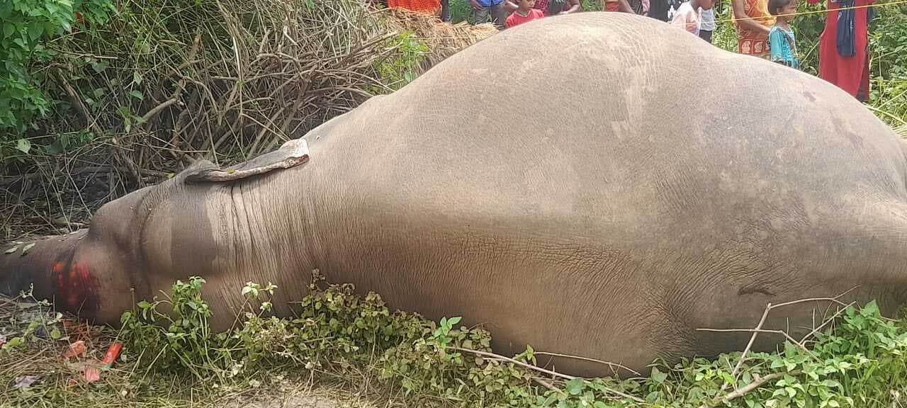 Seraikela Kharsawan News : नीमडीह में मादा हाथी की मौत, 20 दिन में दूसरी घटना से हड़कंप