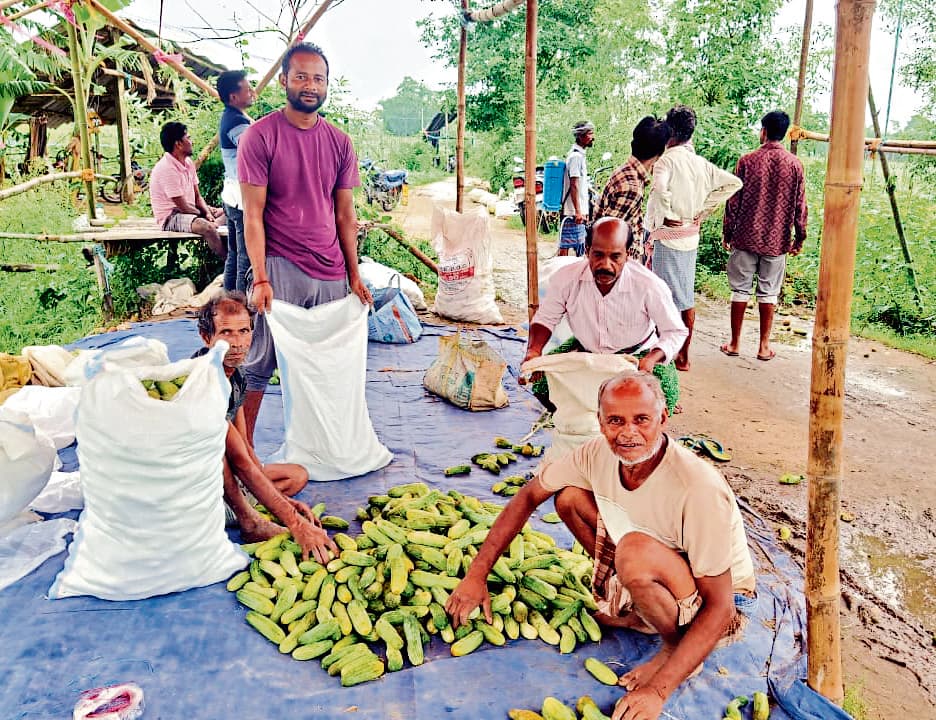 East Singhbhum News : लगातार बारिश से सड़ने लगे हैं सब्जियों के पौधे, किसान परेशान