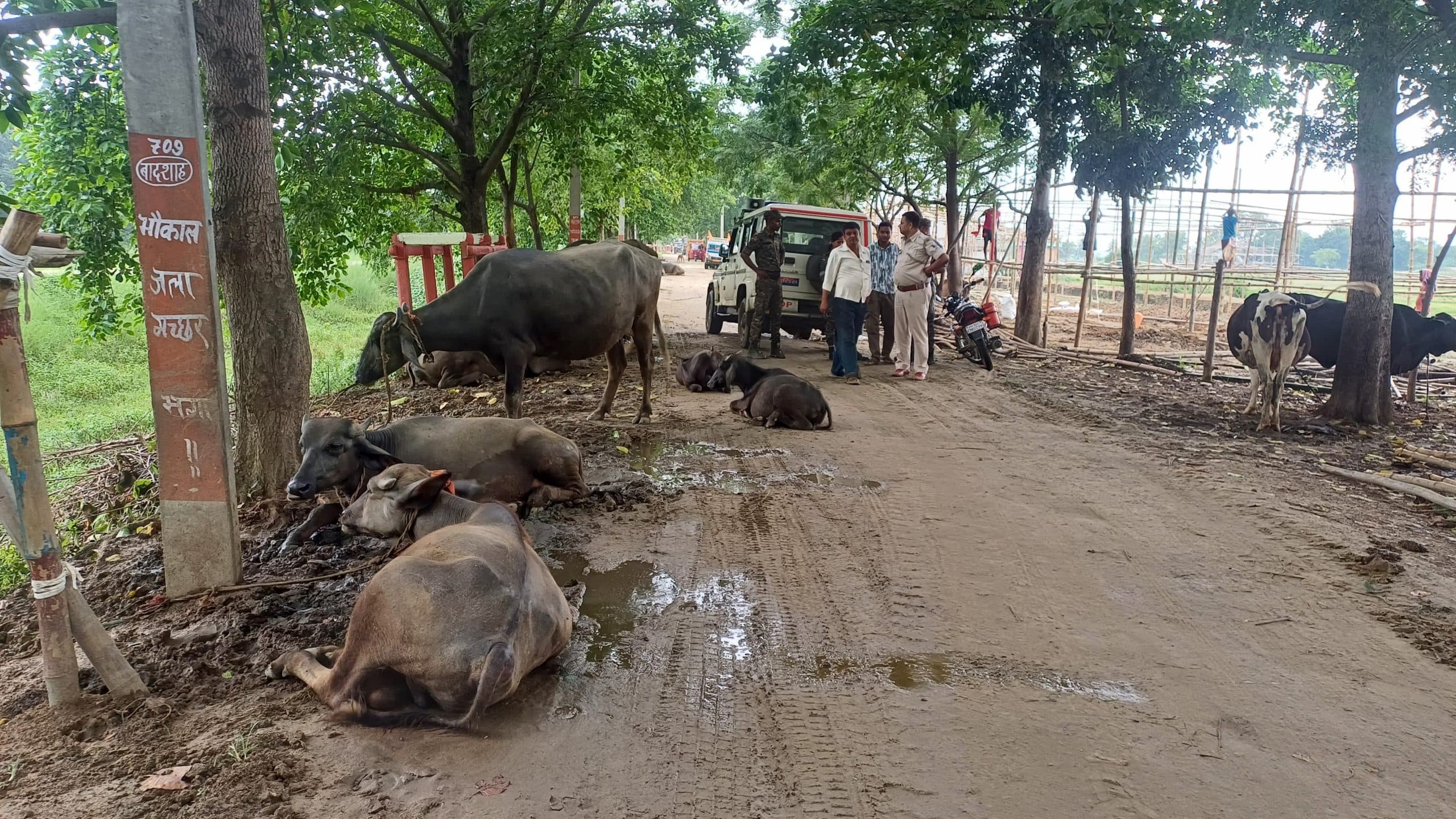 श्रावणी मेला : कच्ची कांवरिया पथ में सड़क पर बंधे मवेशियों को हटाया, बालू बिछाने का कार्य प्रारंभ
