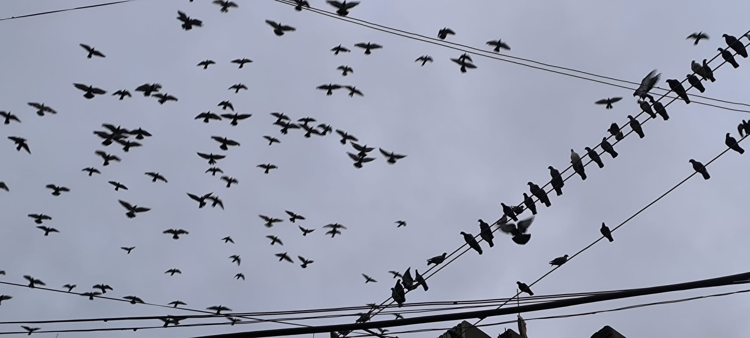 Giridih News: मॉनसून की दस्तक के बाद जिले में सुनायी देने लगी कलरव की धुन