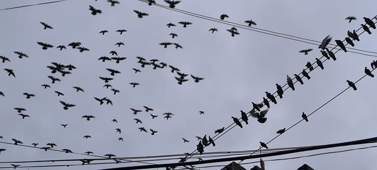 Giridih News: मॉनसून की दस्तक के बाद जिले में सुनायी देने लगी कलरव की धुन