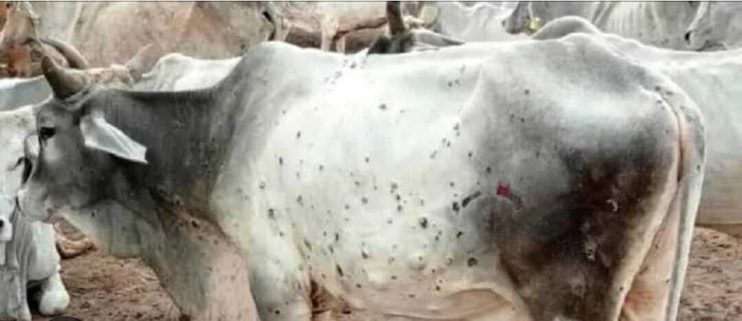 गाय तेजी से फैल रही है चेचक जैसी बीमारी