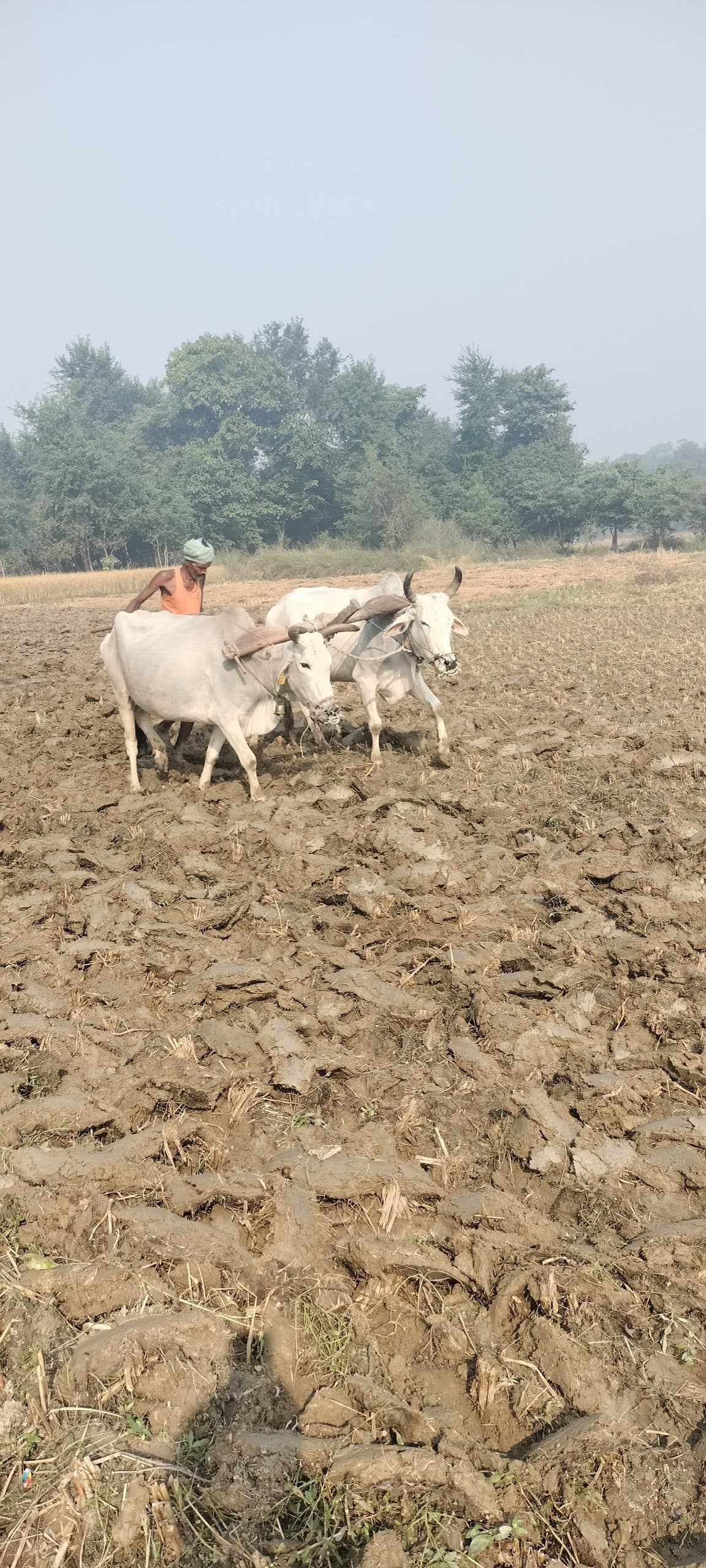 Darbhanga News: जिन खेतों को पानी से लबालब भरा रहना चाहिए उनमें उड़ रही धूल