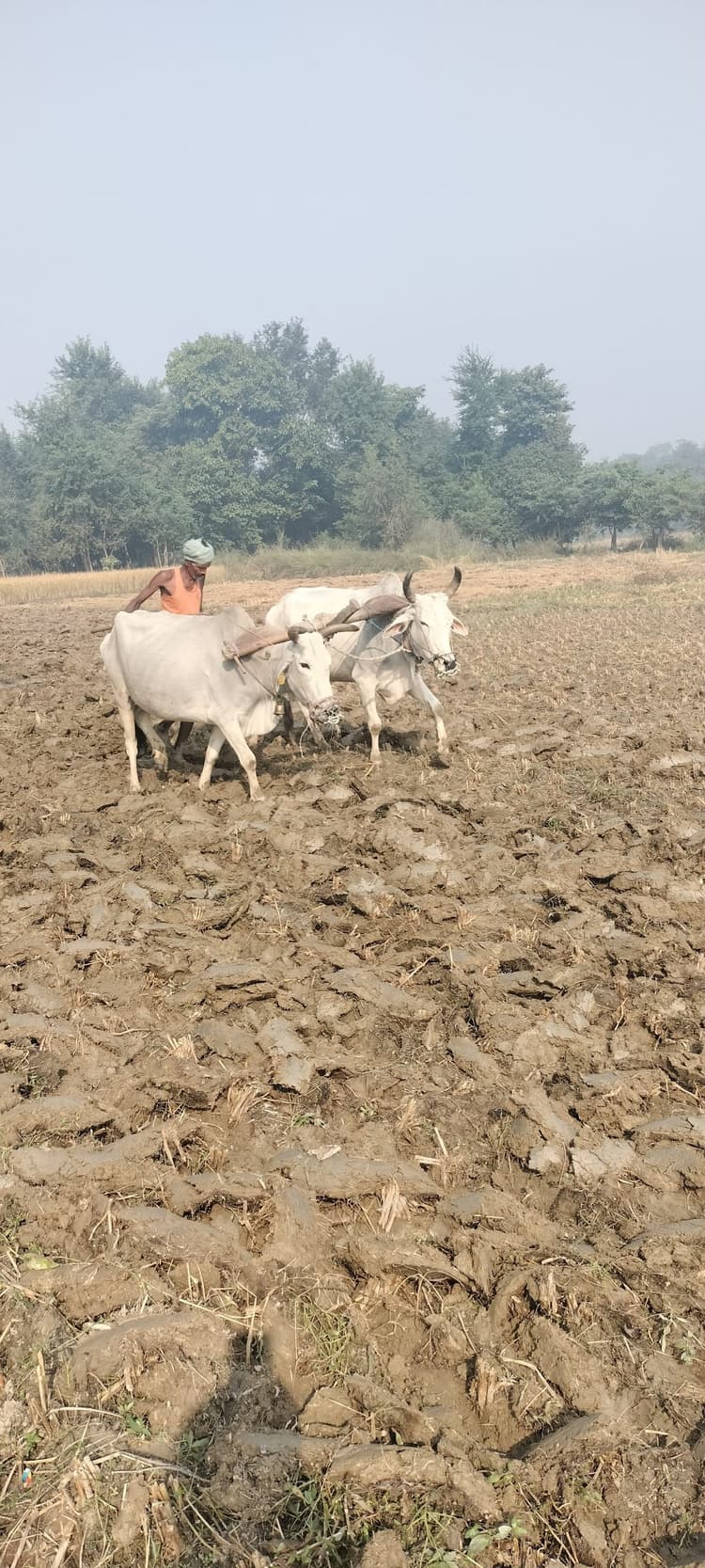 Darbhanga News: जिन खेतों को पानी से लबालब भरा रहना चाहिए उनमें उड़ रही धूल