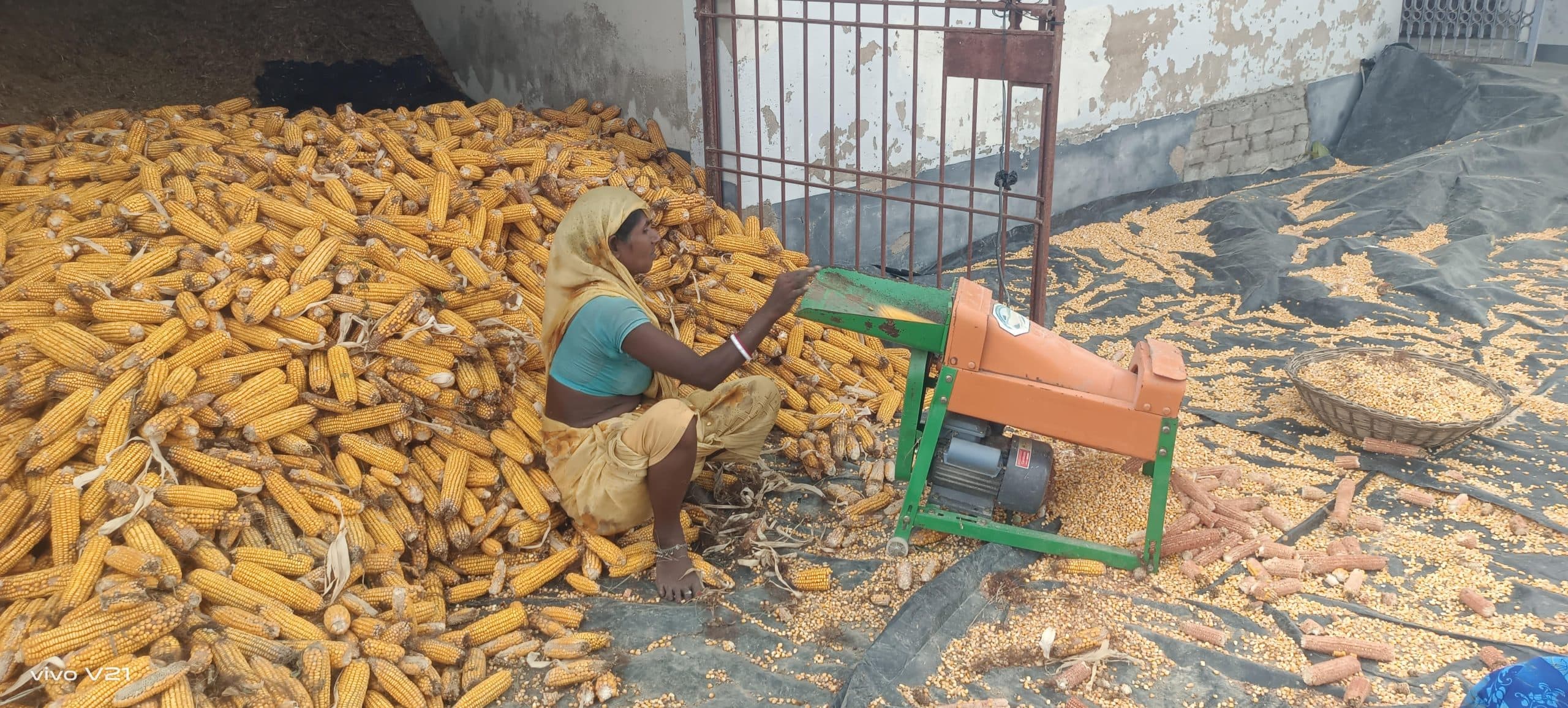 hajipur news. किसानों को नहीं मिल रहा मक्का का उचित मूल्य