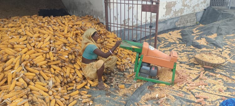 hajipur news. किसानों को नहीं मिल रहा मक्का का उचित मूल्य