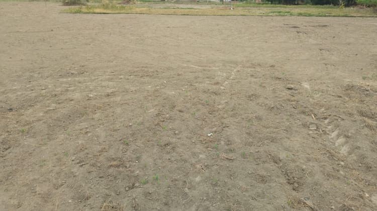 बादलों की आवाजाही जारी, नहीं बरस रहे बादल, खेतों में अब सूख रहे बिचड़े