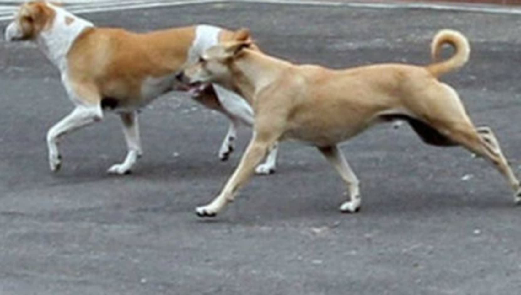 Jamshedpur News : मानगो सहारा सिटी में सब्जी विक्रेता को कुत्ता ने काटा, एमजीएम में भर्ती