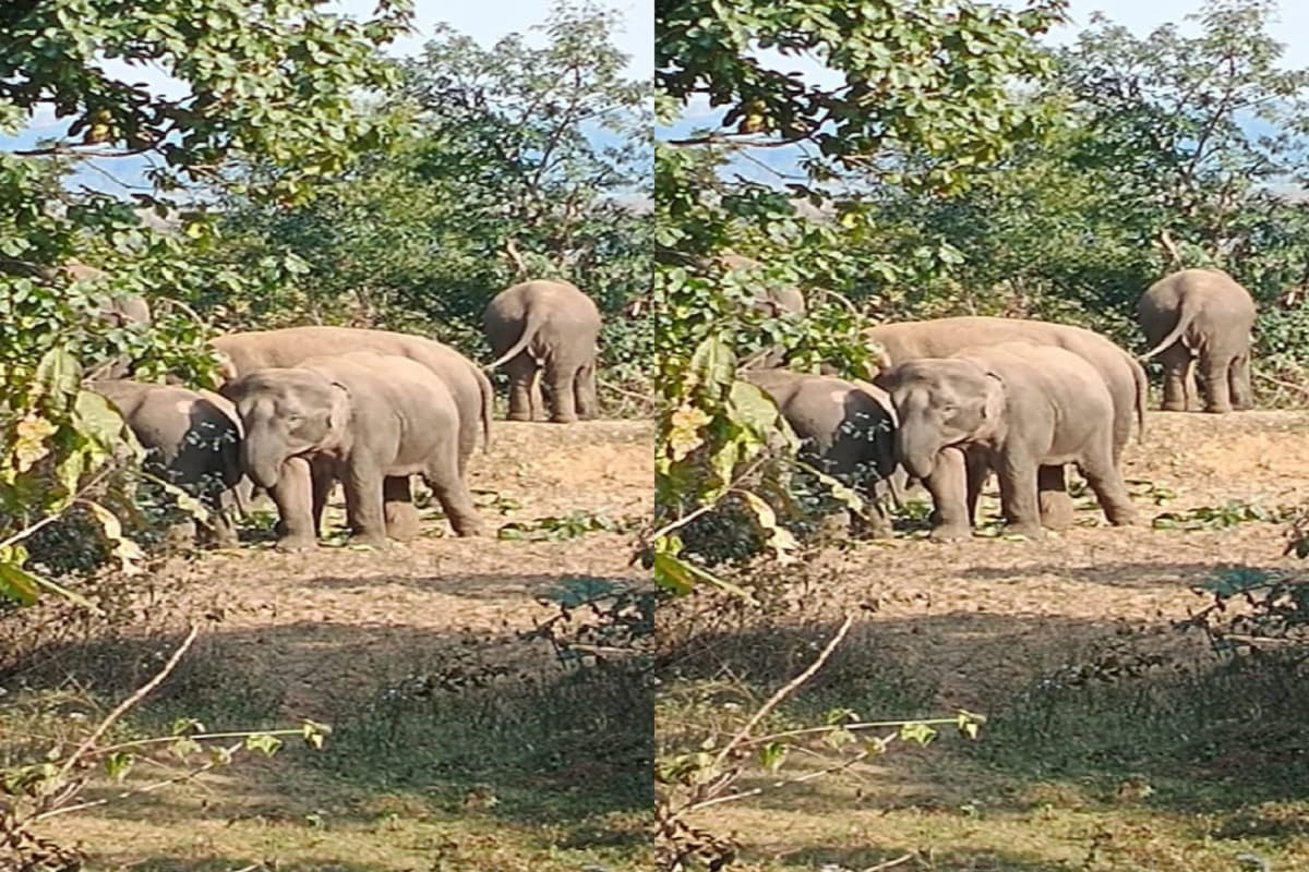 महुआटांड़ के निर्माण साइट पर हाथियों का उत्पात, एक को कुचलकर मार डाला, कई घरों को नुकसान