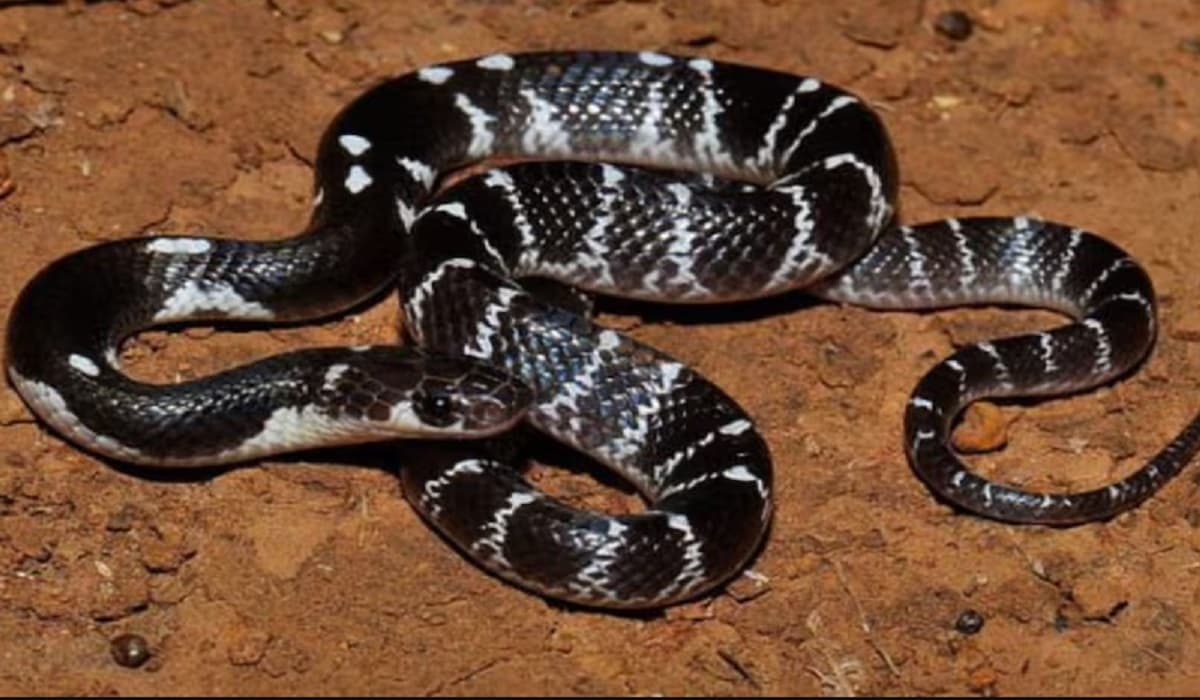 Snakes in Bihar: बिहार के इस टाइगर रिजर्व में पाए जाते हैं 45 प्रजाति के सांप, सबसे दुर्लभ है वन सुंदरी