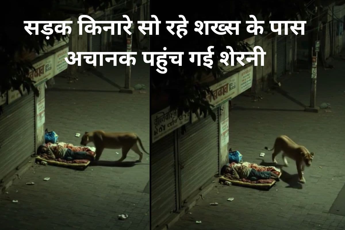 Viral Video: सड़क किनारे सो रहे शख्स के पास अचानक पहुंच गई शेरनी, जानें फिर क्या हुआ?