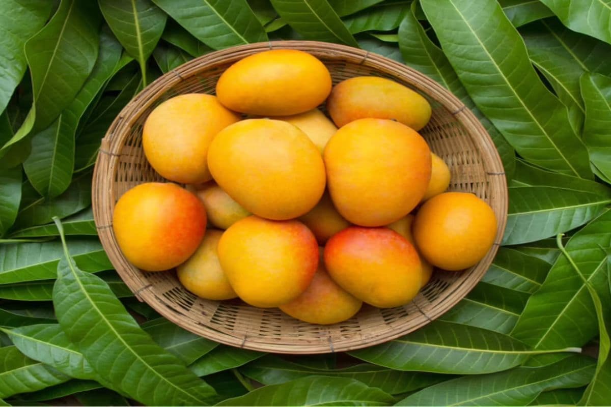 mango of bihar|