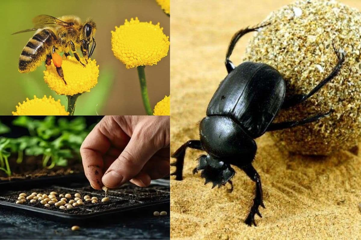 Video: कृत्रिम रोशनी से भटक रहा गोबरैला, परागण का भी बना संकट; देसी बीज की विलुप्ति व गायों की नस्ल भी असंतुलन खतरे में