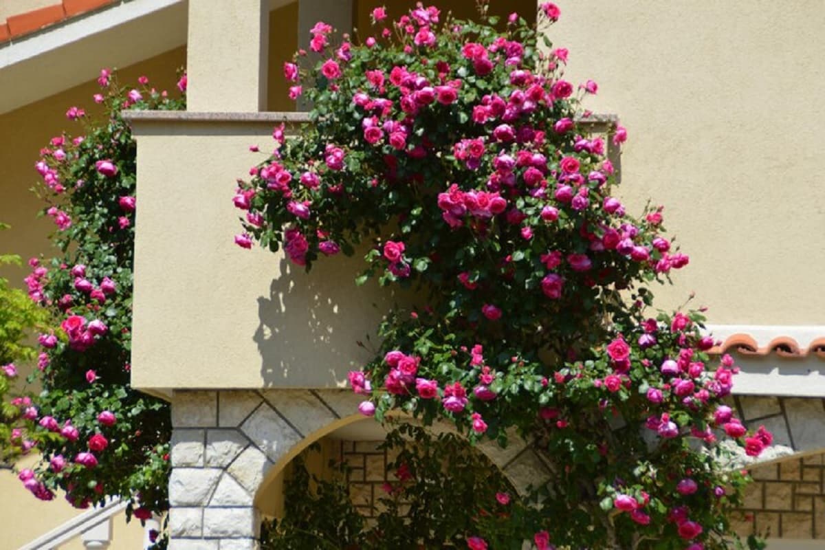 rose