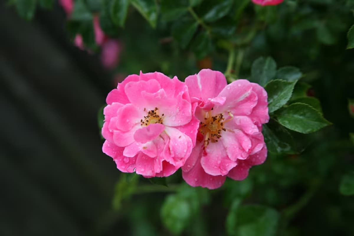 rose2