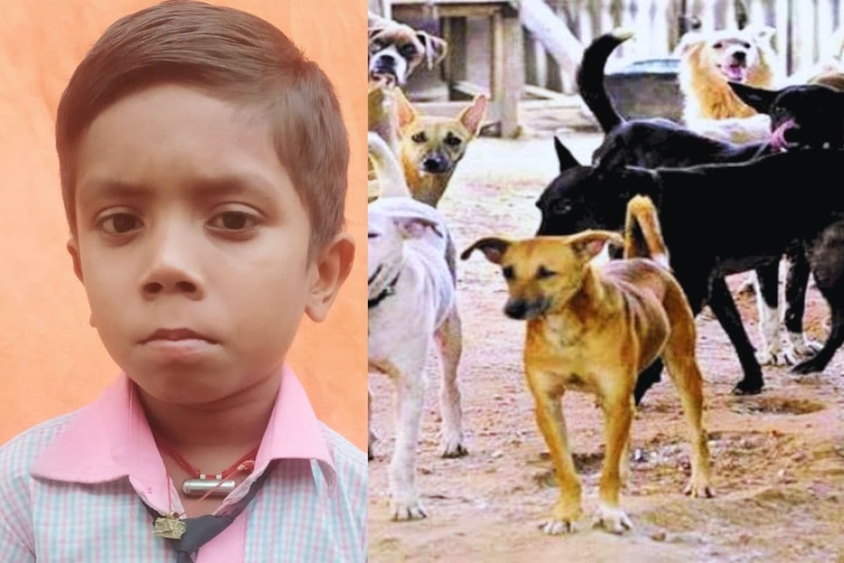 samastipur news | In Bihar, stray dogs mauled a 13-year-old boy to death, he had 16 deep wounds on his body samastipur news | In Bihar, stray dogs mauled a 13-year-old boy to death, he had 16 deep wounds on his body