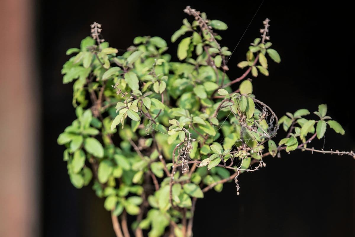 tulsi plant