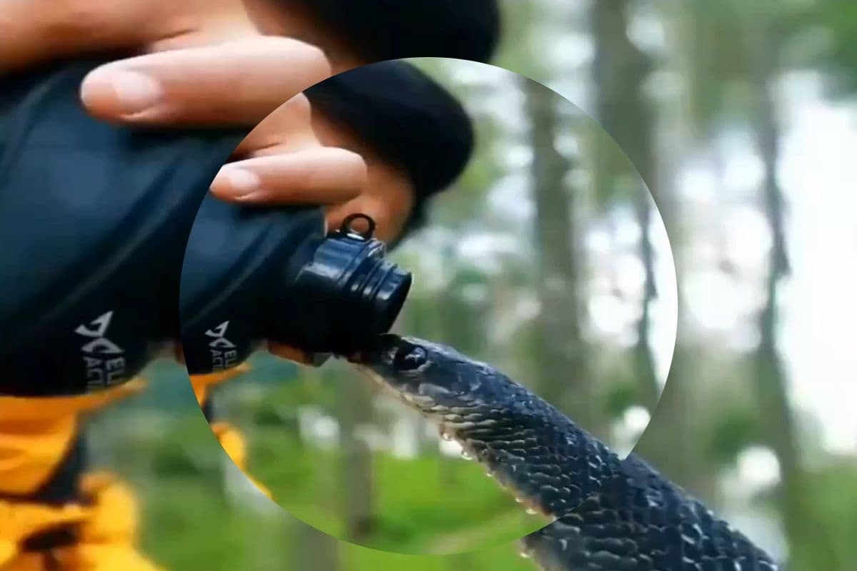 प्यास से तड़प रहा था सांप! बोतल से ही पीने लगा पानी, देखिए दिल को छू लेने वाला वीडियो