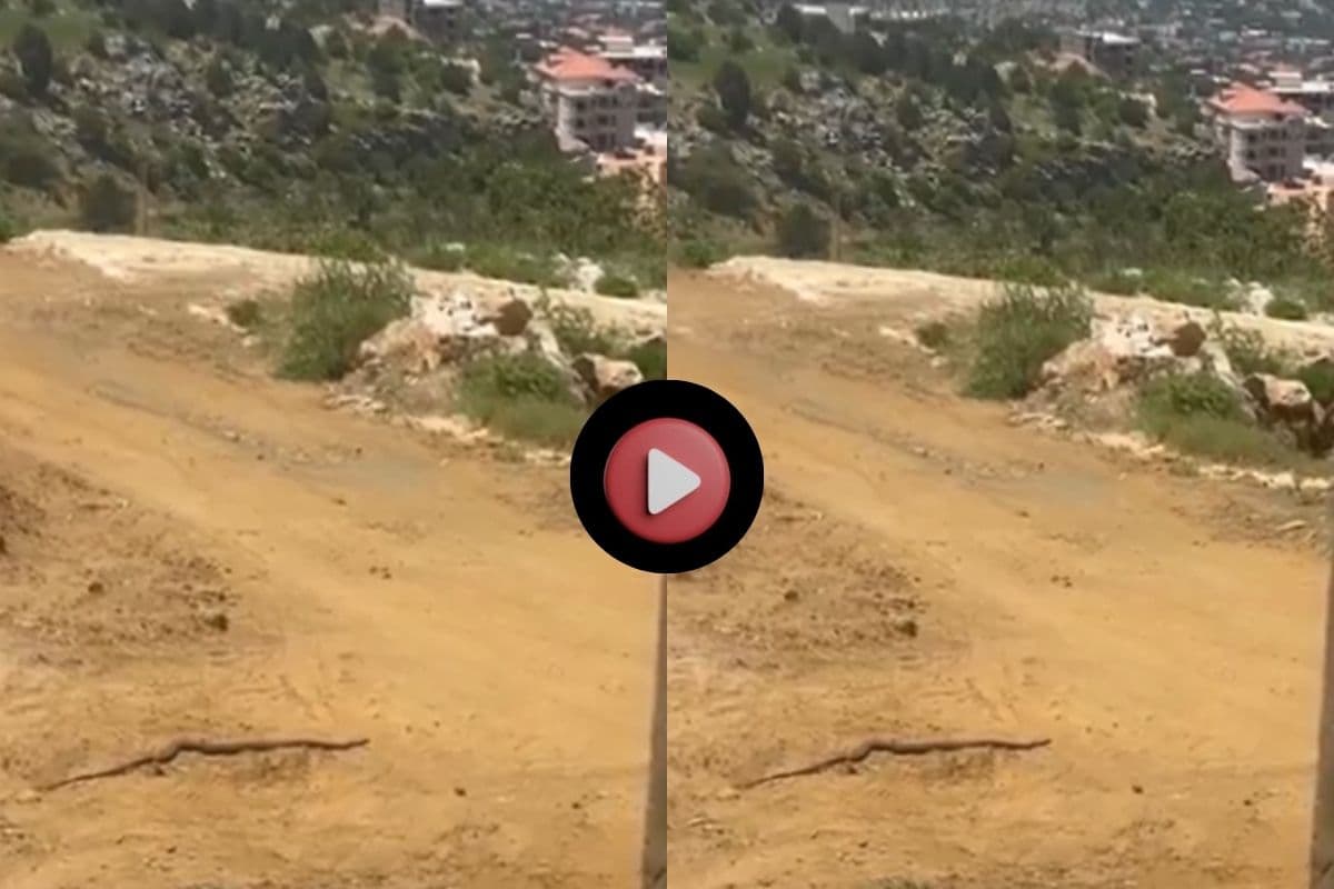 Viral Video: उसैन बोल्ट से भी तेज दौड़ा यह सांप! नहीं देखी होगी इतनी स्पीड, वायरल हो रहा वीडियो