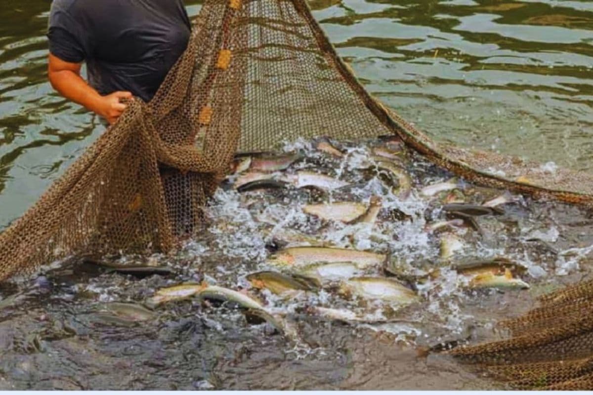 मछली पालन