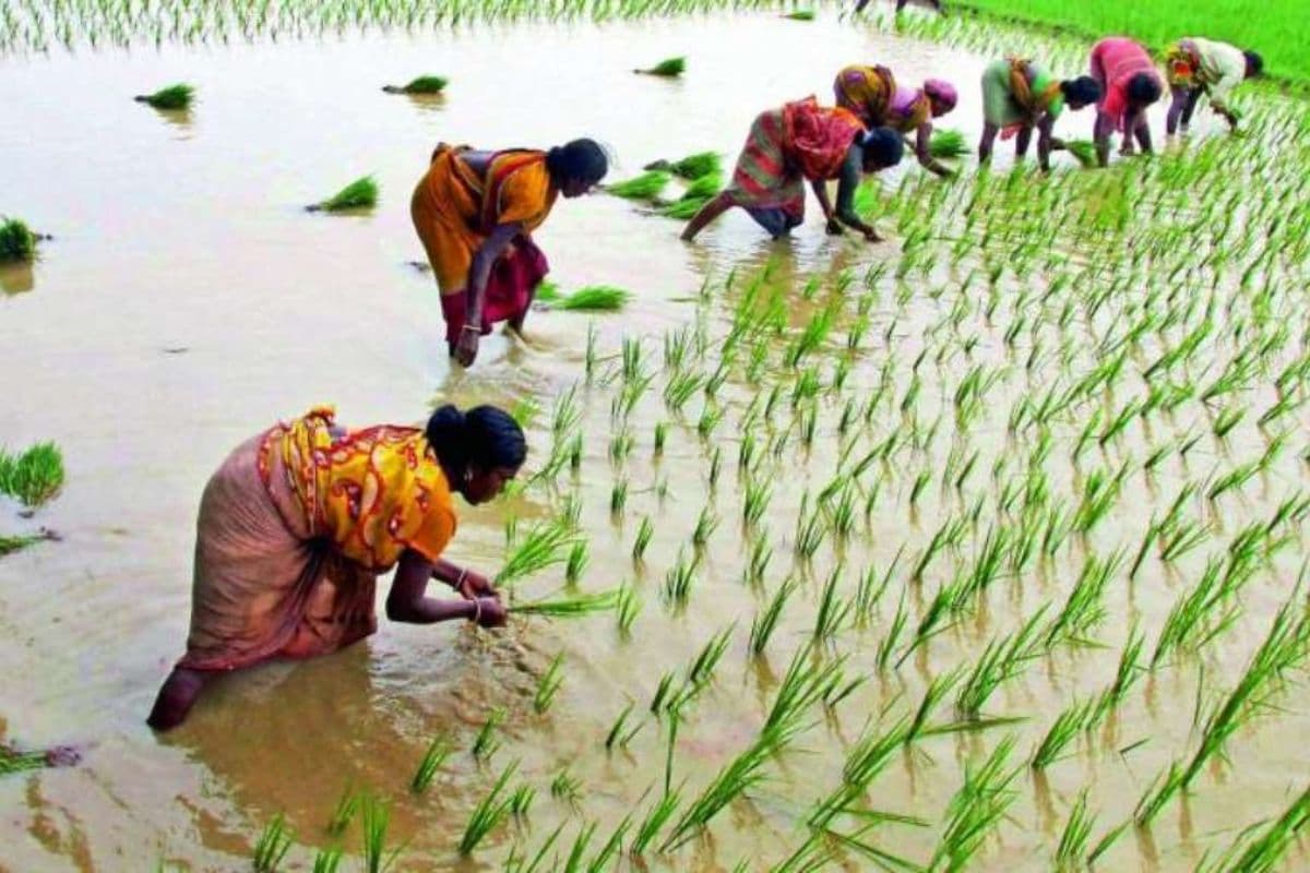 Bihar Weather: जून की बारिश में कमी का सितम झेल रहा बिहार, खेती के पैटर्न पर संकट, रोपनी को लेकर किसान चिंतित