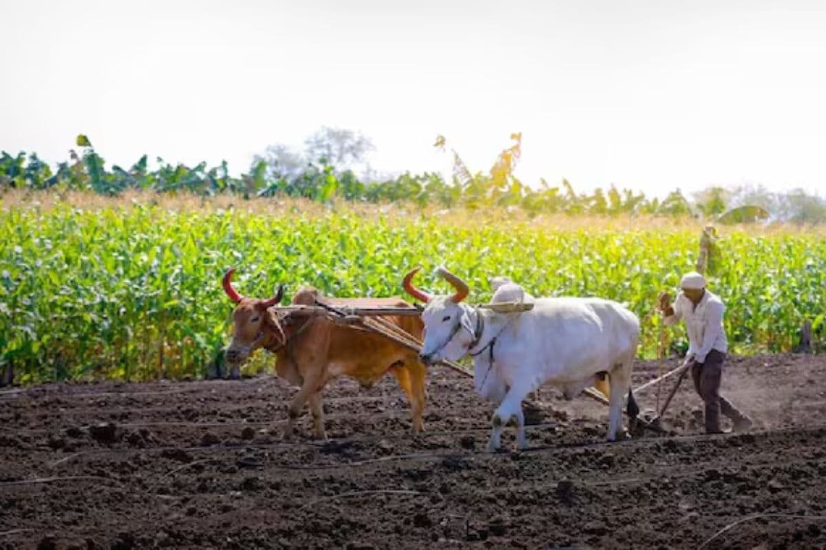 सांकेतिक तस्वीर
