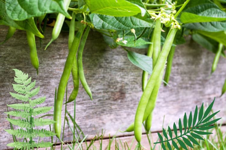 Gardening Tips For Beans: सेहत और स्वाद से भरपूर बीन्स पाए घर पर, जानिए देखभाल का सही तरीका