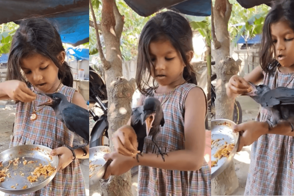 Viral Video: बच्ची बन गई कौवे की मां, अपने हाथों से खिलाया खाना
