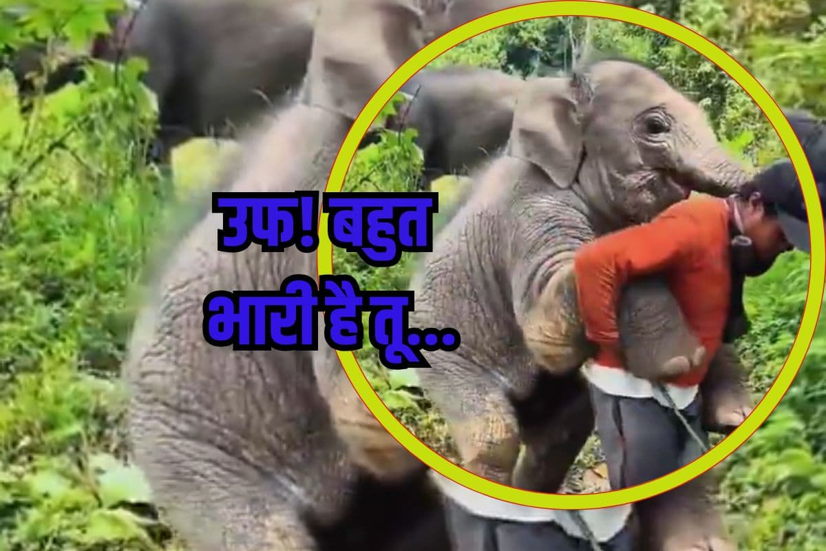 Viral Video: उफ! बहुत भारी है तू… शख्स की पिठईया आने की कोशिश कर रहा था हाथी, फिर जो हुआ, वीडियो वायरल