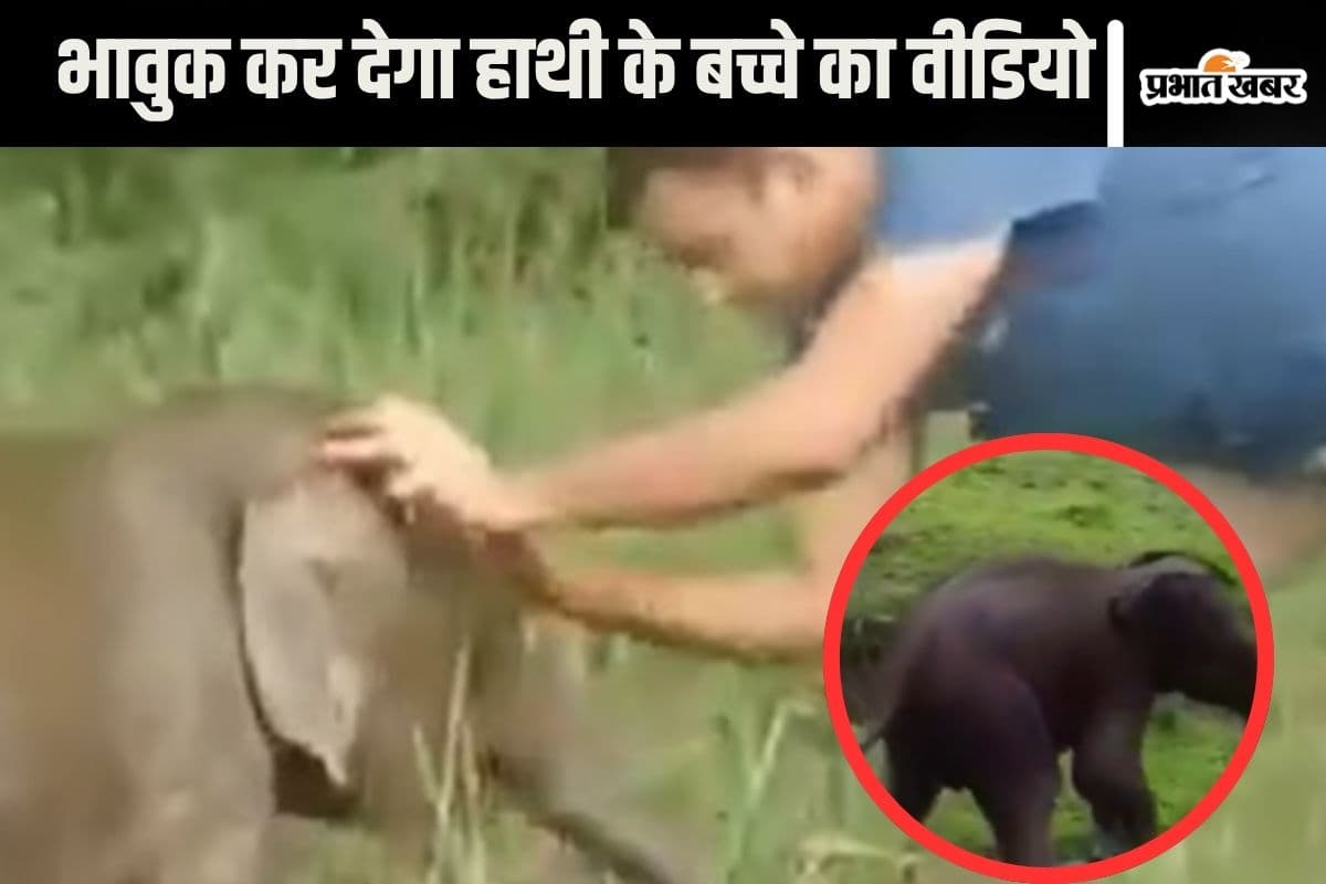 Viral Video : मां से बिछड़कर बेचैन हो गया हाथी का बच्चा, वीडियो देख आप भी हो जाएंगे भावुक