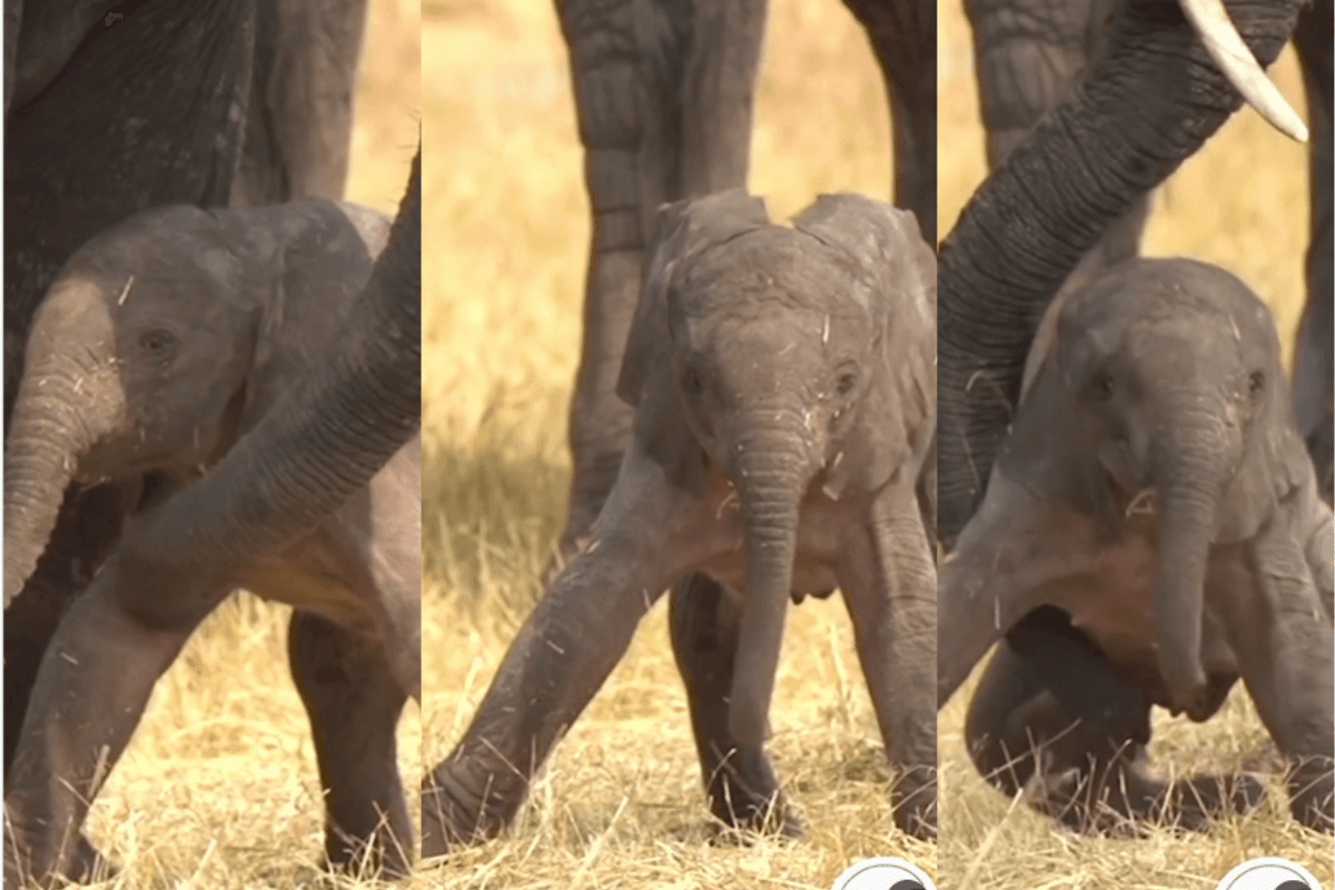 Viral Video: हाथी के बच्चे ने रखा अपना पहला कदम, दिल छू लेने वाला वीडियो हुआ वायरल