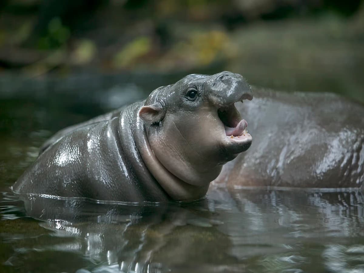 Baby Hippo