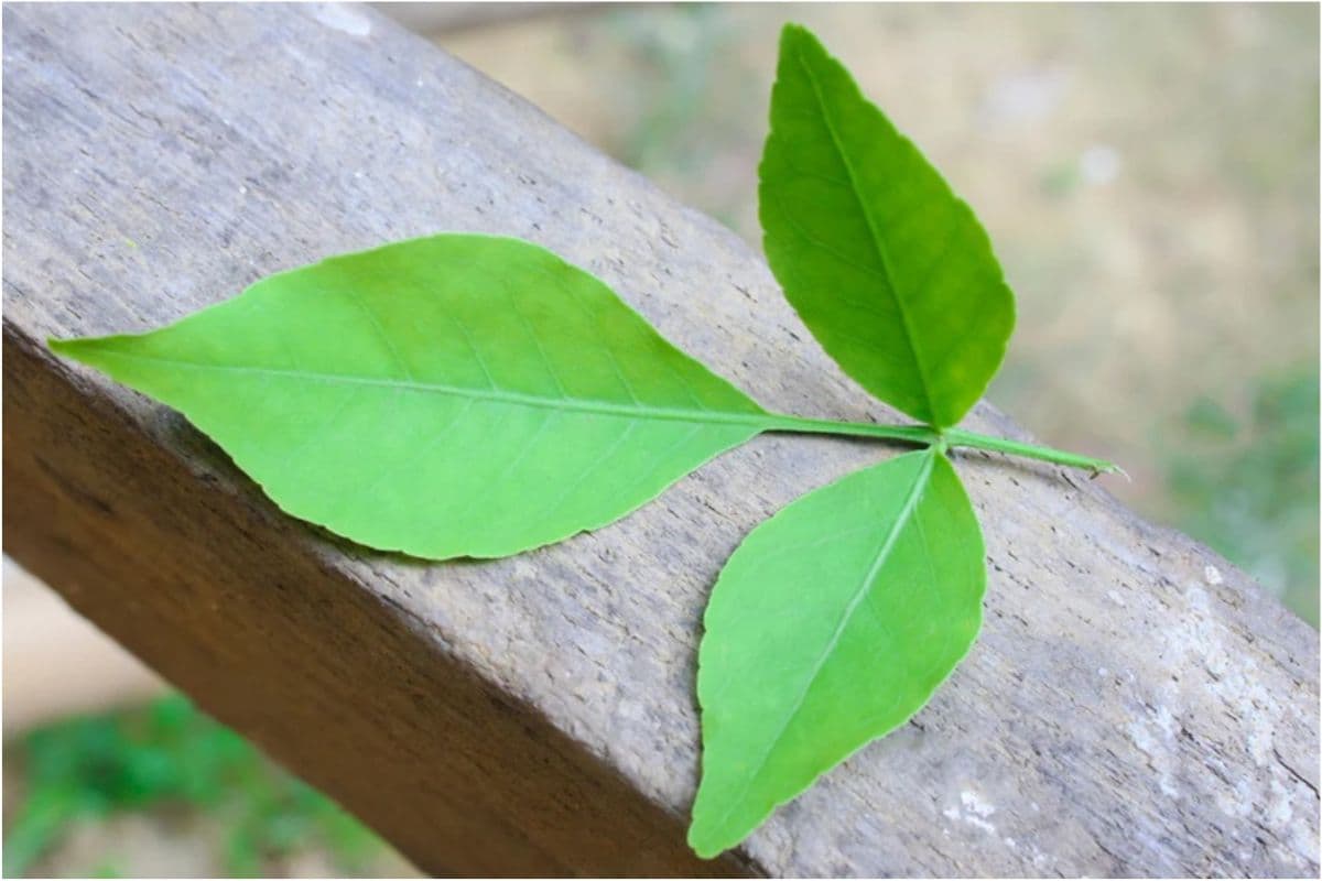 Bel Patra Benefits: सिर्फ पूजा ही नहीं,सेहत का खजाना भी है यह चमत्कारी पत्ता