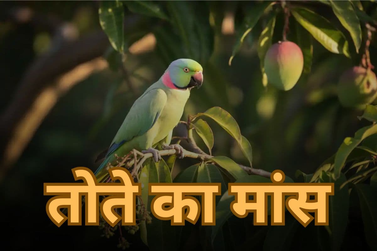 Benefits Eating Parrot Meat: तोते का मांस खानें से क्या फायदा? 
