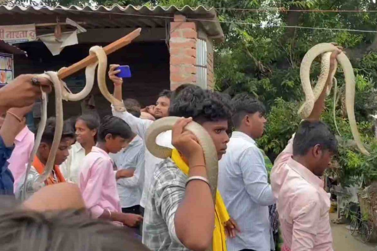 Video: बिहार में सांपों का मेला, किसी के गर्दन तो किसी के हाथ में नाग