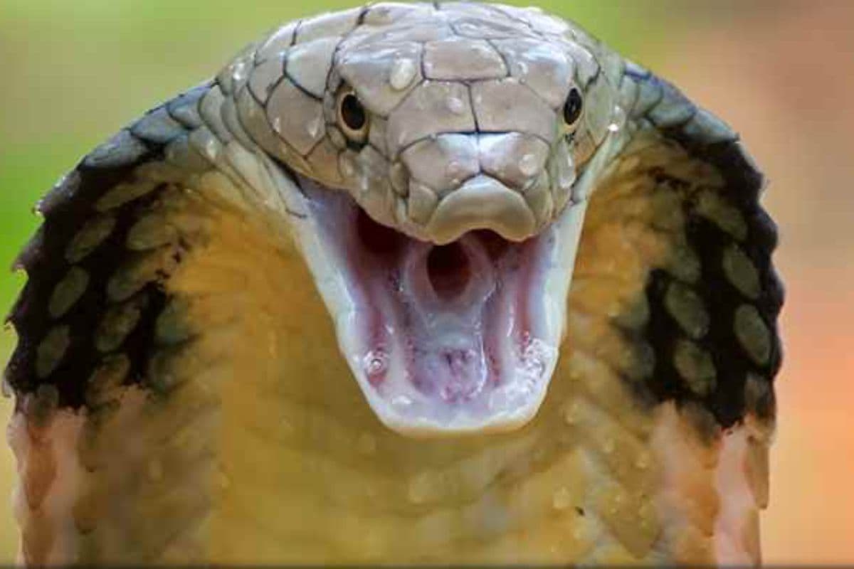 Bihar News: बिहार में एक ऐसा घर जहां निकले एक साथ 60 सांप, डर के साए में जी रहा पूरा गांव