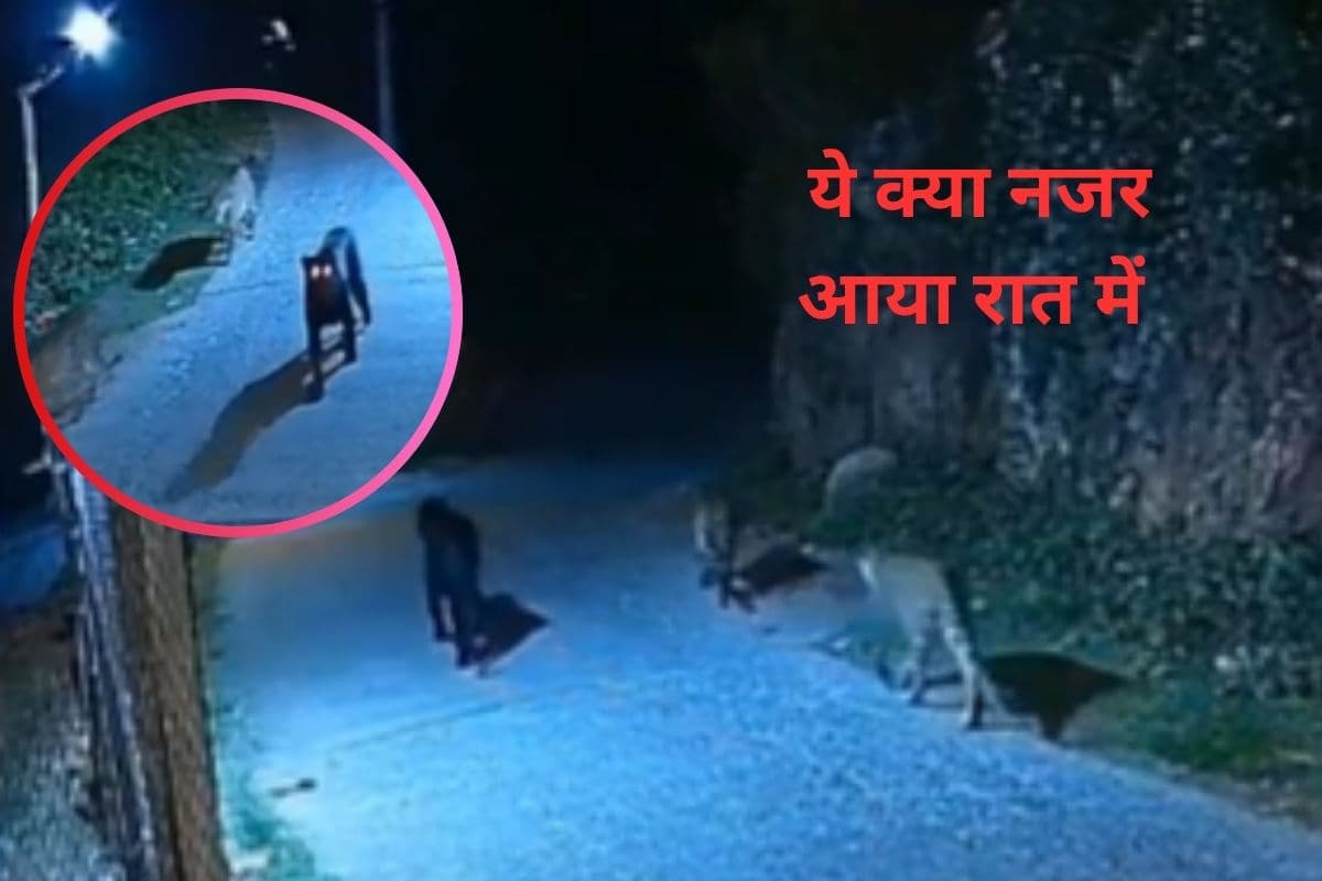 Viral Video : अंधेरी रातों में सुनसान राहों पर, सीसीटीवी में कैद हो गया डरावना वीडियो