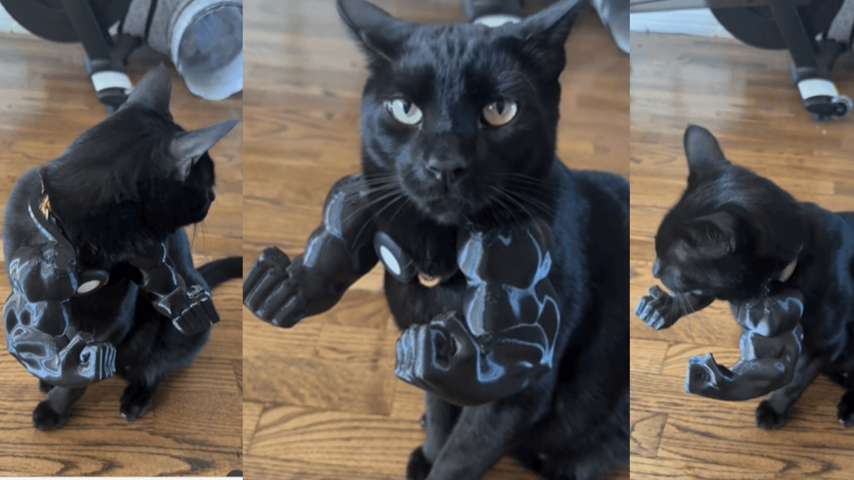 Viral Video: बिल्ले ने दिखाई जबरदस्त बॉडी, उसके डोले शोले देख आप भी रह जाएंगे दंग