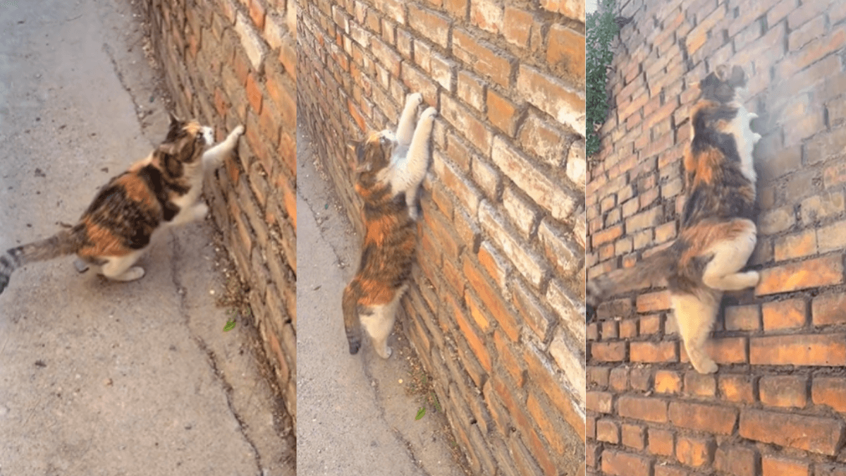 Viral Video: यह बिल्ली है या स्पाइडर मैन ? देखें कैसे पलक झपकते ही चढ़ गई दीवार पर