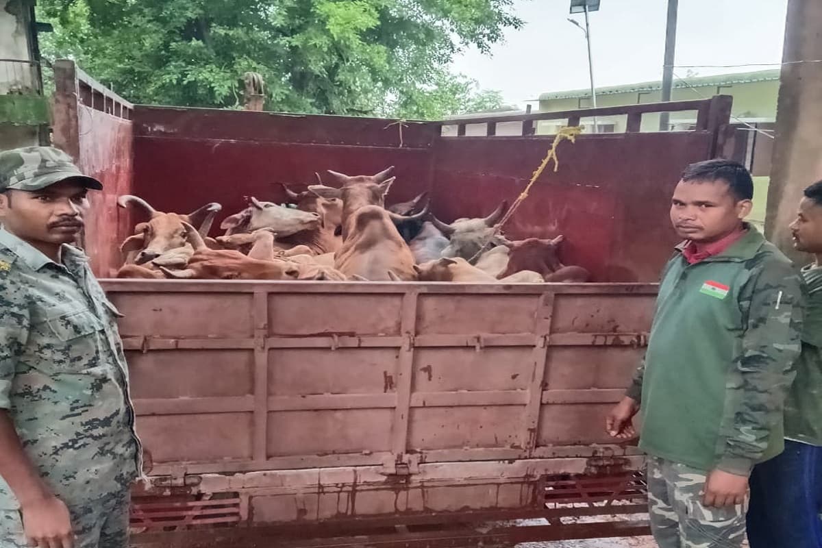Cattle smuggling Cattle smuggling
