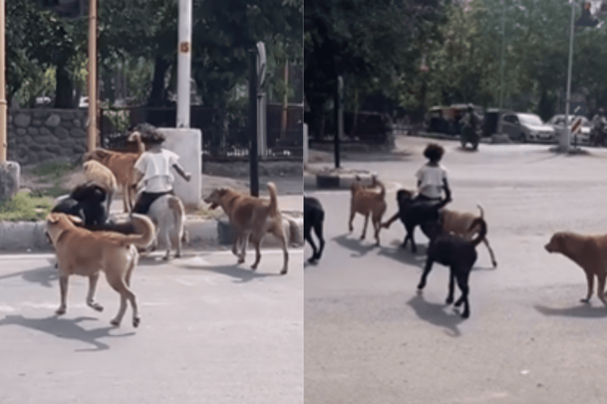 Viral Video: छोटी बच्ची को मिली VIP सेवा, कुत्तों ने दिया Z+ सिक्योरिटी