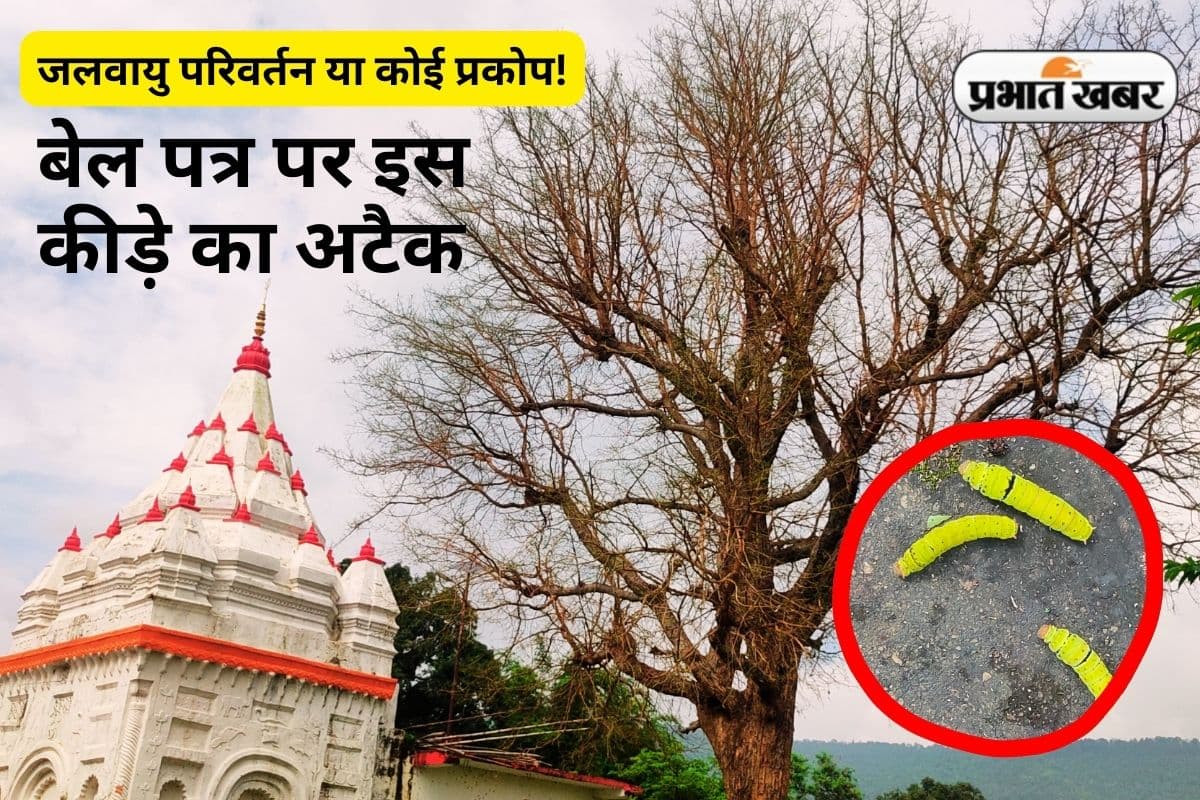 Climate Change vilvapatra shravan 2025