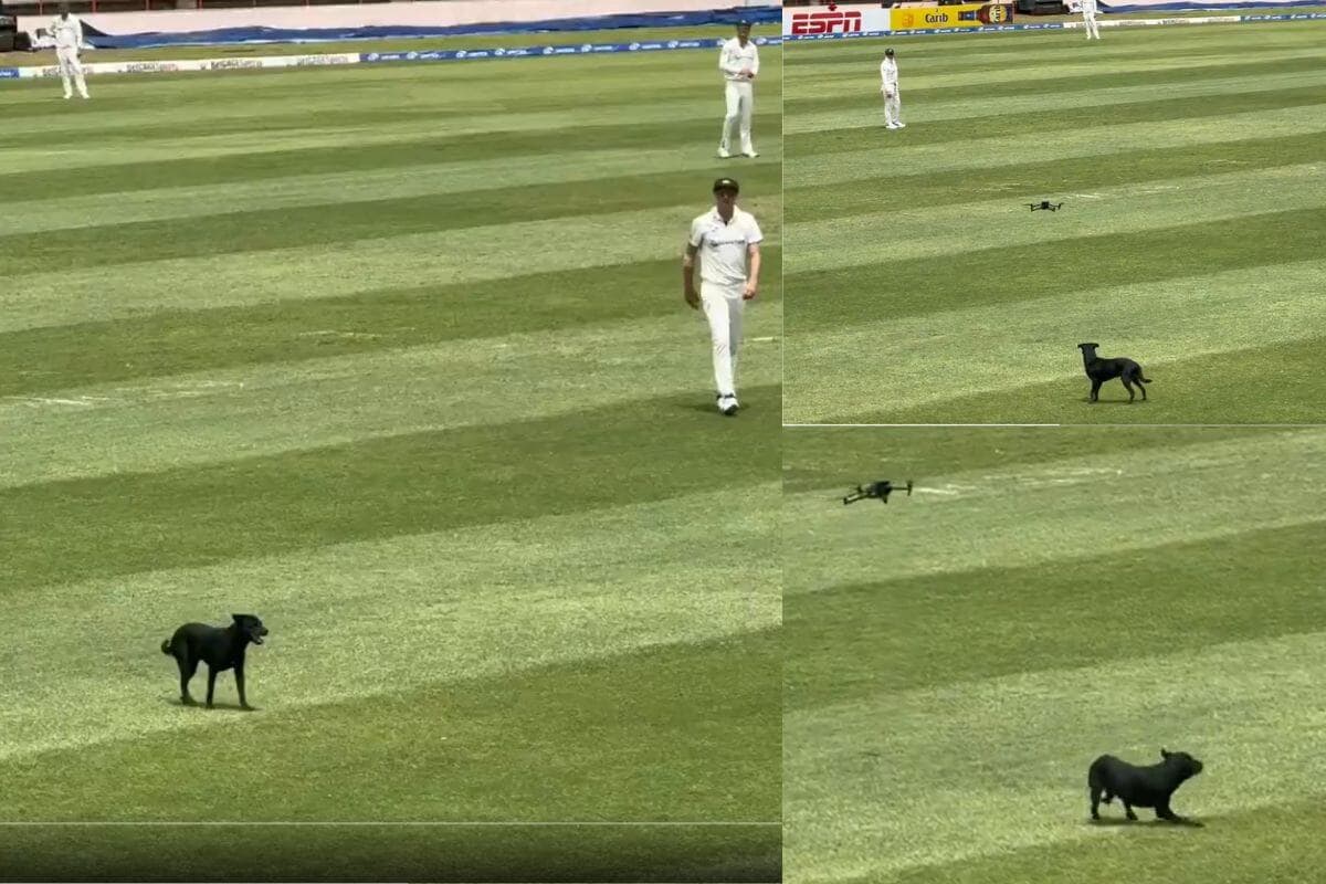 Dog Eneters on Ground during WI vs AUS 2nd Test.