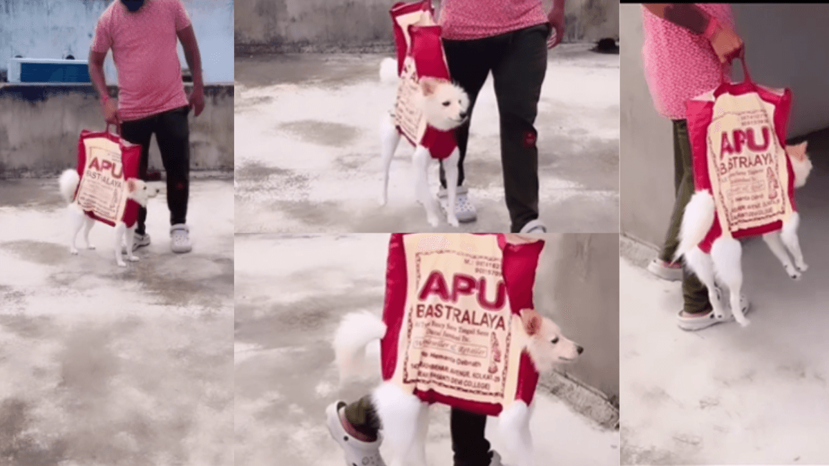 Viral Video: मालिक ने बनाया कुत्ते को फैशनेबल, पहनाया झोले का कॉस्ट्यूम