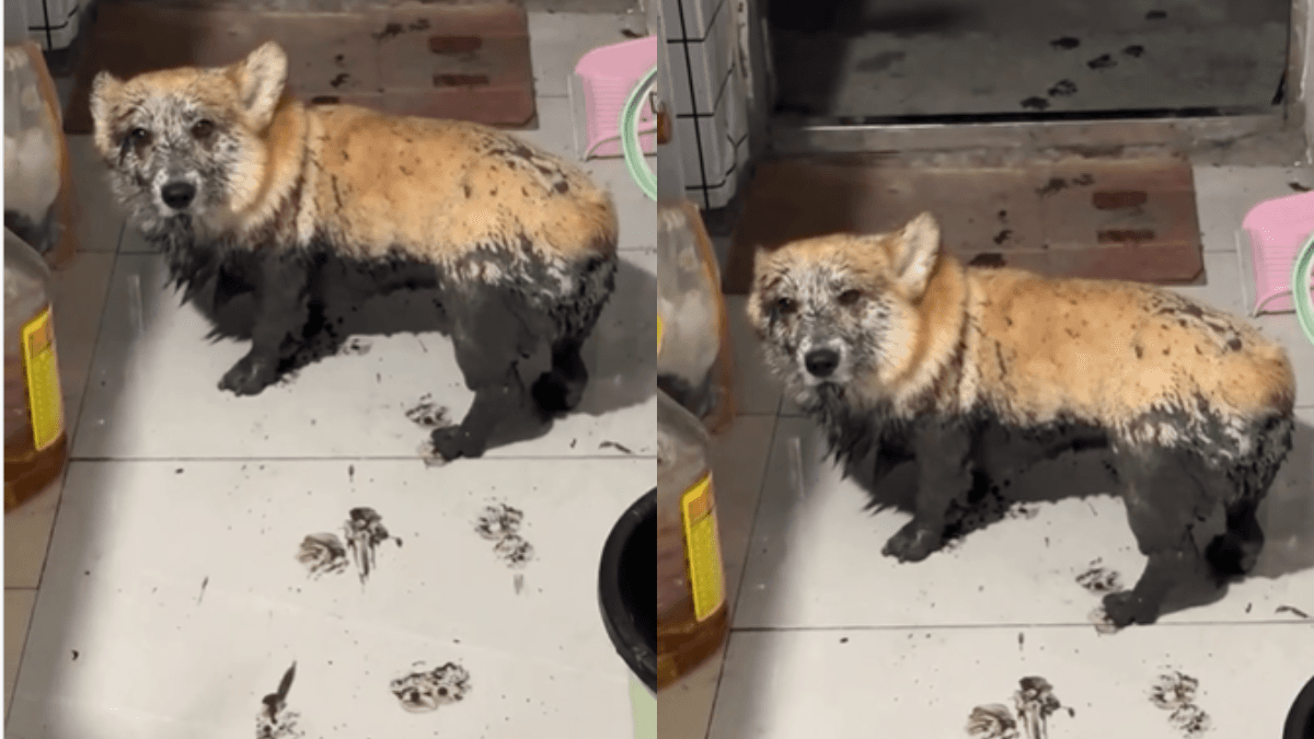 Viral Video: आज तो कुत्ते की खैर नहीं! कीचड़ में लथपथ पूरे घर को किया गंदा, देखें वीडियो